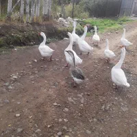 فروش قوغاز اوکراینی سفید
