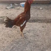 خروس