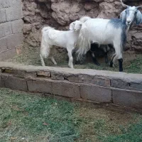 بزدوقلویی با دوتا کرهاش