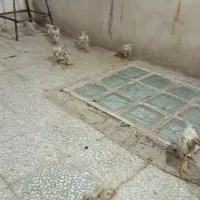 جوجه فروشی