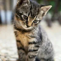 گربه پولساز