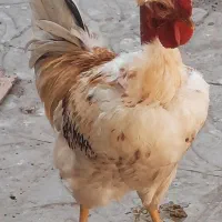 خروس محلی گردن لخت فوق العاده زیبا