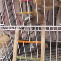 عروس هلندی ۴۰ روزه و ۴ ماهه