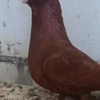 جفت صرب سرخ نژاد دار