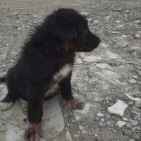 سگ قهدریجانی|سگ|خمینی‌شهر, |دیوار