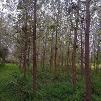 فروش ۳۰۰ اصله درخت صنوبر ۵ ساله