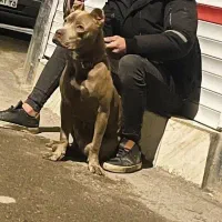 سگ پیت بول