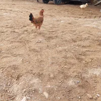 مرغ عربی اصل|حیوانات مزرعه|اندیمشک, |دیوار