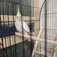 عروس هلندی ماده