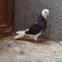 کبوتر پرشی