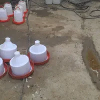 نیپل آب و دونخوری|لوازم جانبی حیوانات|قم, انسجام|دیوار