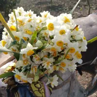 نرگس شهلا|گل و گیاه طبیعی|کوهیخیل, |دیوار