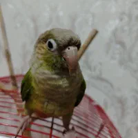 طوطی گرینچیک|پرنده|نجف‌آباد, دلگشا|دیوار