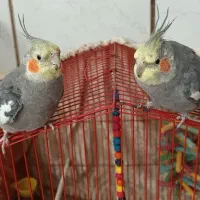 عروس هلندی سخنگو دستی
