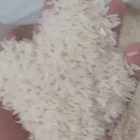 برنج فجر وطارم موجود است