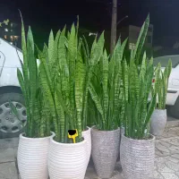 گل سانسوریا فقط تاآخر امشب|گل و گیاه طبیعی|کرج, گلشهر|دیوار