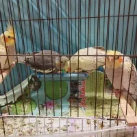 جفت عروس هلندی و جوجه غذاخور