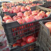 انار کاشمر|عمدهفروشی|کاشمر, |دیوار