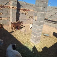 بز و کهره|حیوانات مزرعه|مهریز, |دیوار