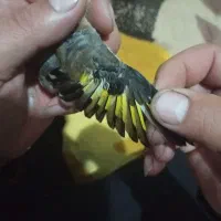 سهره نر|پرنده|پارسآباد, |دیوار