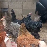 مرغ تخم گذار رسمی و سیاه