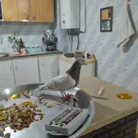 لوازم زینتی وکفتر سار کله هما|کلکسیون اشیاء عتیقه|مشهد, قائم|دیوار