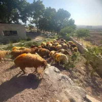 گوسفند چاق پروار کم شکم زنده گوشتدار حاج افشار|حیوانات مزرعه|تهران, ستارخان|دیوار