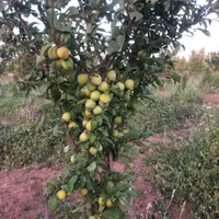 کارگر میوه چین