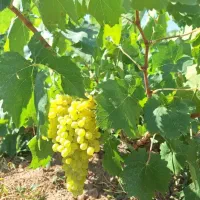 اجاره میوه انگور ۵هزار متری