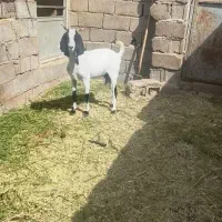 سلام یک بز پاکستانی