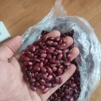 لوبیا قرمز