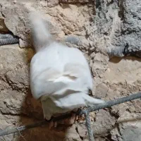 کفتر|پرنده|قم, یزدان‌شهر|دیوار