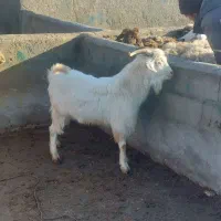 بز نر سانن|حیوانات مزرعه|شیروان (خراسان), |دیوار