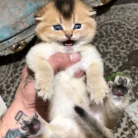 بریتیش واقعی ny11/ny12/ny25شورت هیر 4عددموجود