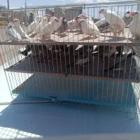 ۲۰جفت فنچ نرگسی بالغ