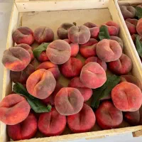 فروش نهال اصلاح شده مناسب مناطق سردسیر|خدمات باغبانی و درختکاری|سنندج, |دیوار