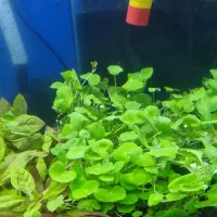 گیاه اکواریوم