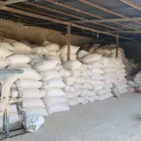 سبوس گندم