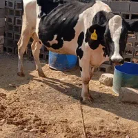 فروش گاو|حیوانات مزرعه|دوگنبدان, |دیوار