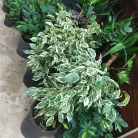 گل بمناسبت روز مادر