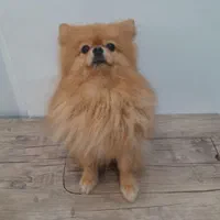 پامر خرسی نر برای جفت زدن و فروشی نیست|سگ|شیراز, پودنک|دیوار