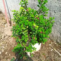 گل اکاوه بزرگ سخری بزرگ وگل دیگر به علت جابجای