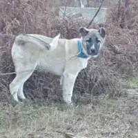 توله سگ سرابی اصیل