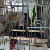 مرغ مینا سخنگو