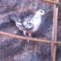 سار بزک ماده