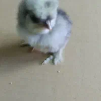 سلطان .زینتی.تخم .نطفه دار.مرغ