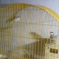 پرنده فروشی