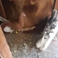 کبوتر هفت رنگ دم سفید زرد وسرخ دمسفید و کله زرد