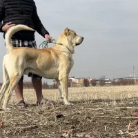 سگ سرابی خالص