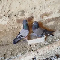 کبوتر